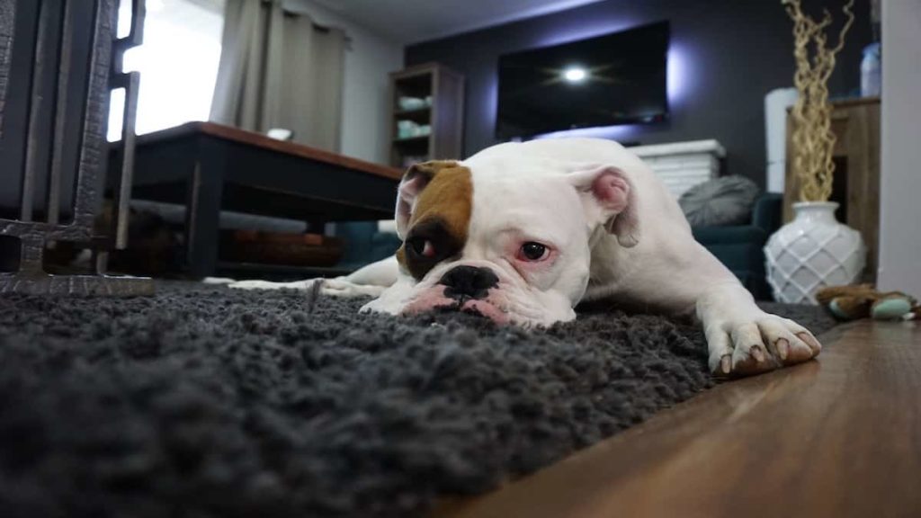 Lazy Bulldog