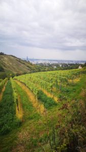 Little Mammut Wien 55km