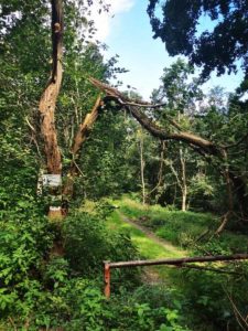 Mammutmarsch Wien 2020